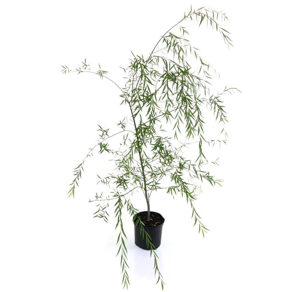 national PLANT NETWORK 2.25 Gal. Deciduous Weeping Willow Tree HD7110