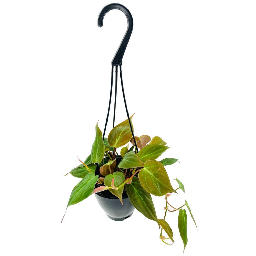 Wekiva Foliage Philodendron Micans Hanging Basket Live Plant in 4 in. Hanging Pot Philodendron Micans Florist Quality Indoor 6L-6T7S-WBKA