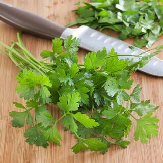 Bonnie Plants 19 oz. Italian Flat Leaf Parsley Herb Plant 1003800600