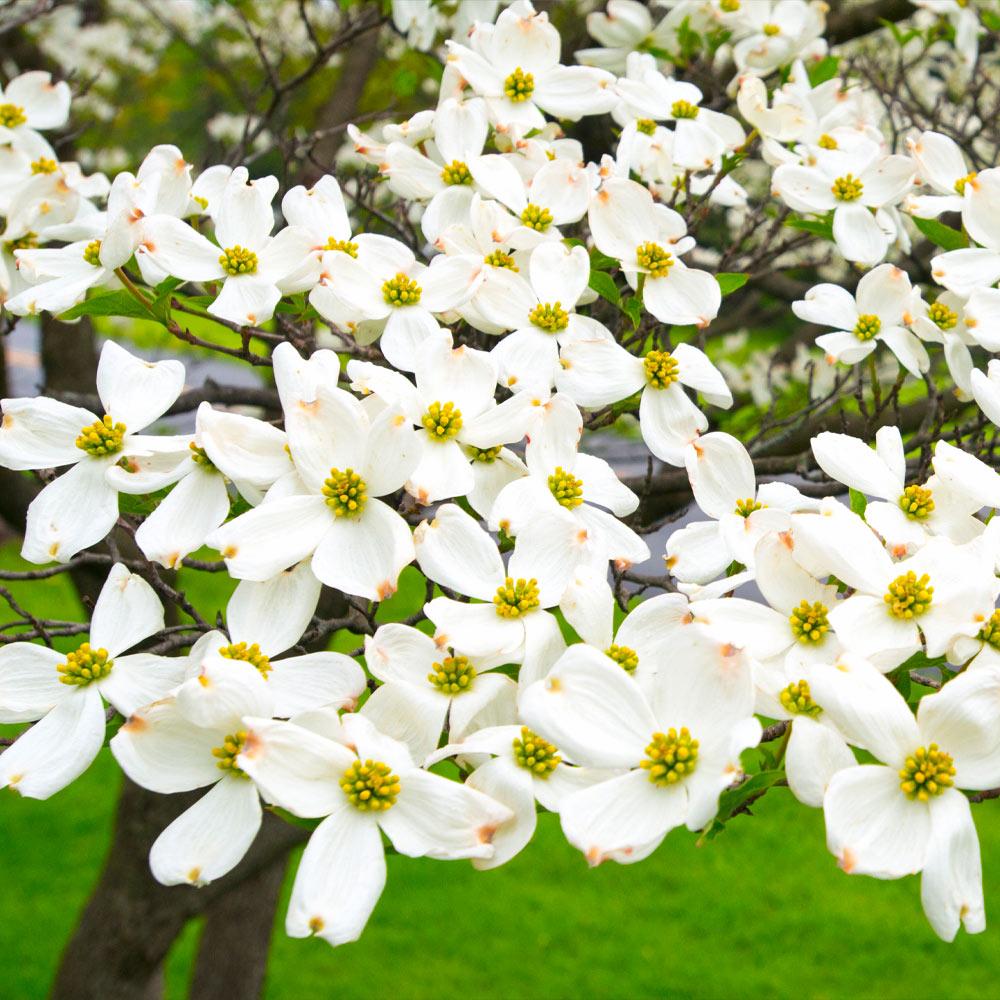 White Dogwood