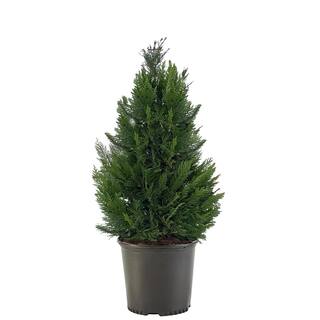 7 Gal. Leyland Cypress Evergreen Tree with Green Foliage 15650