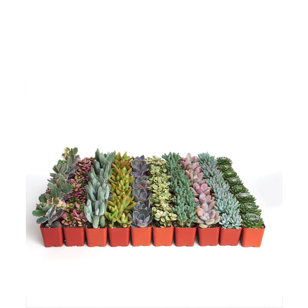 Shop Succulents 2 in. Premium Pastel Succulent (Collection of 32) P32