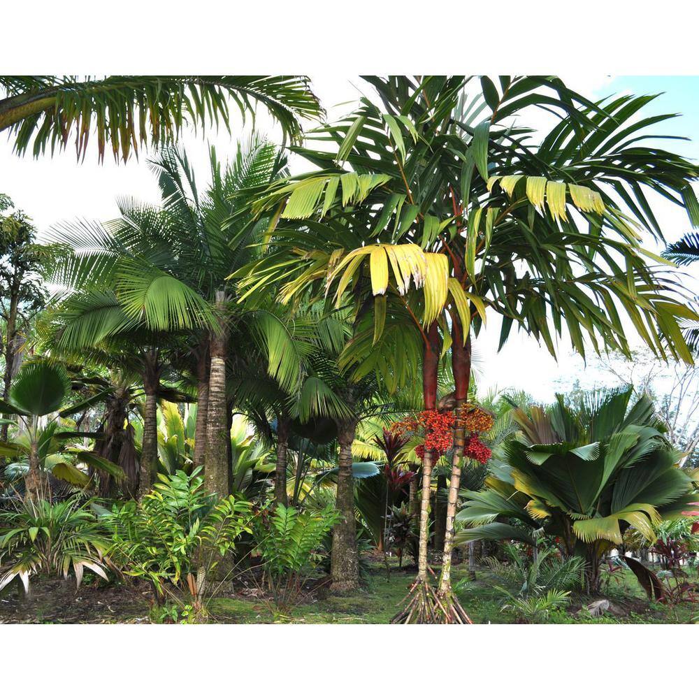 Wekiva Foliage Maroon Crownshaft Palm Tree - Live Plant in a 4 in. Pot - Areca Vestiaria - Rare Ornamental Palms from Florida EQ-9A55-56MQ