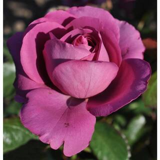 BLOOMABLES Bareroot Sunbelt Plum Perfect Floribunda Rose Bush with Lavender-Purple Flowers (2-Pack) HD1405