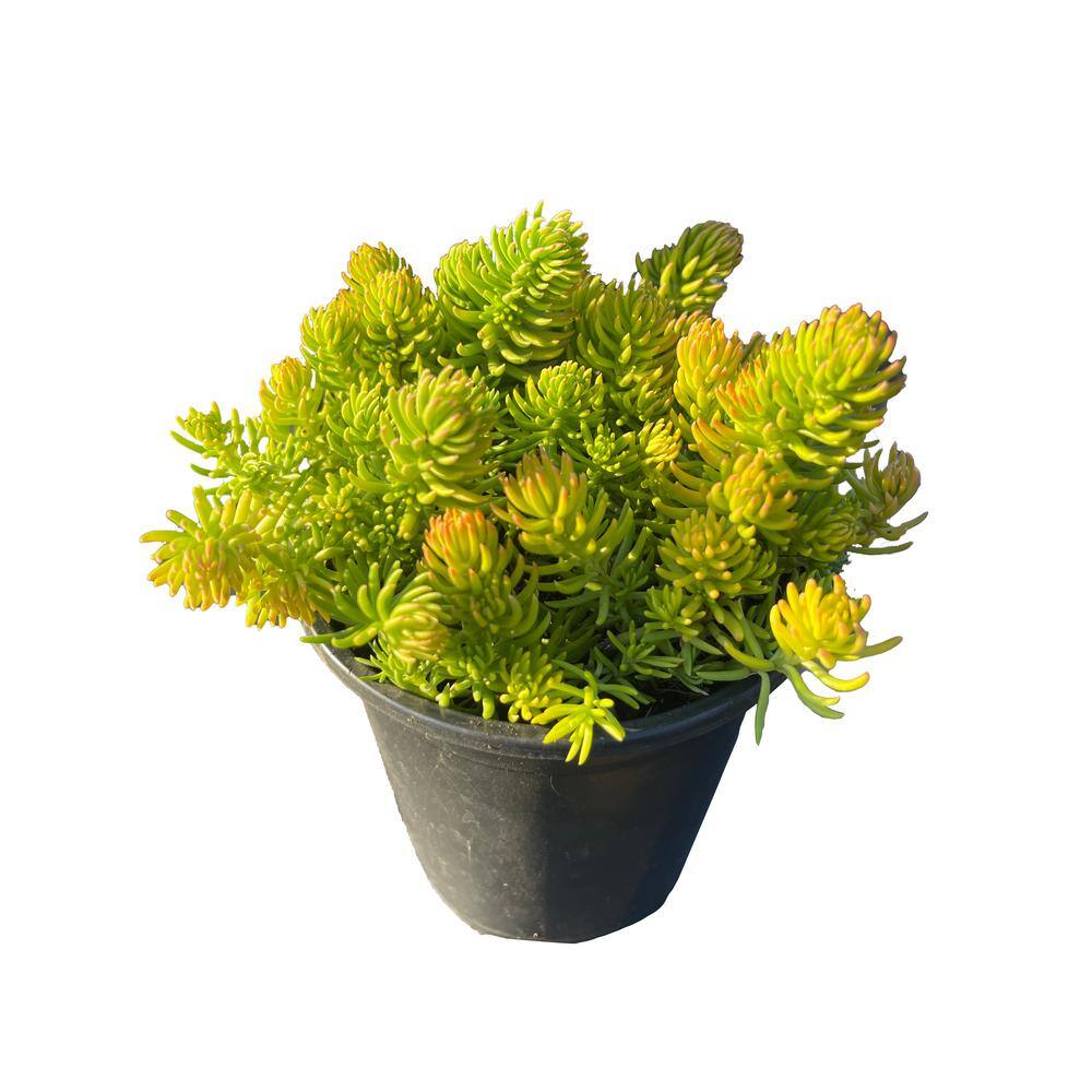 Cesicia Non-Fragrant Live Gold Sedum Planter Pet-Safe (3-Piece) RichM810Cacti05