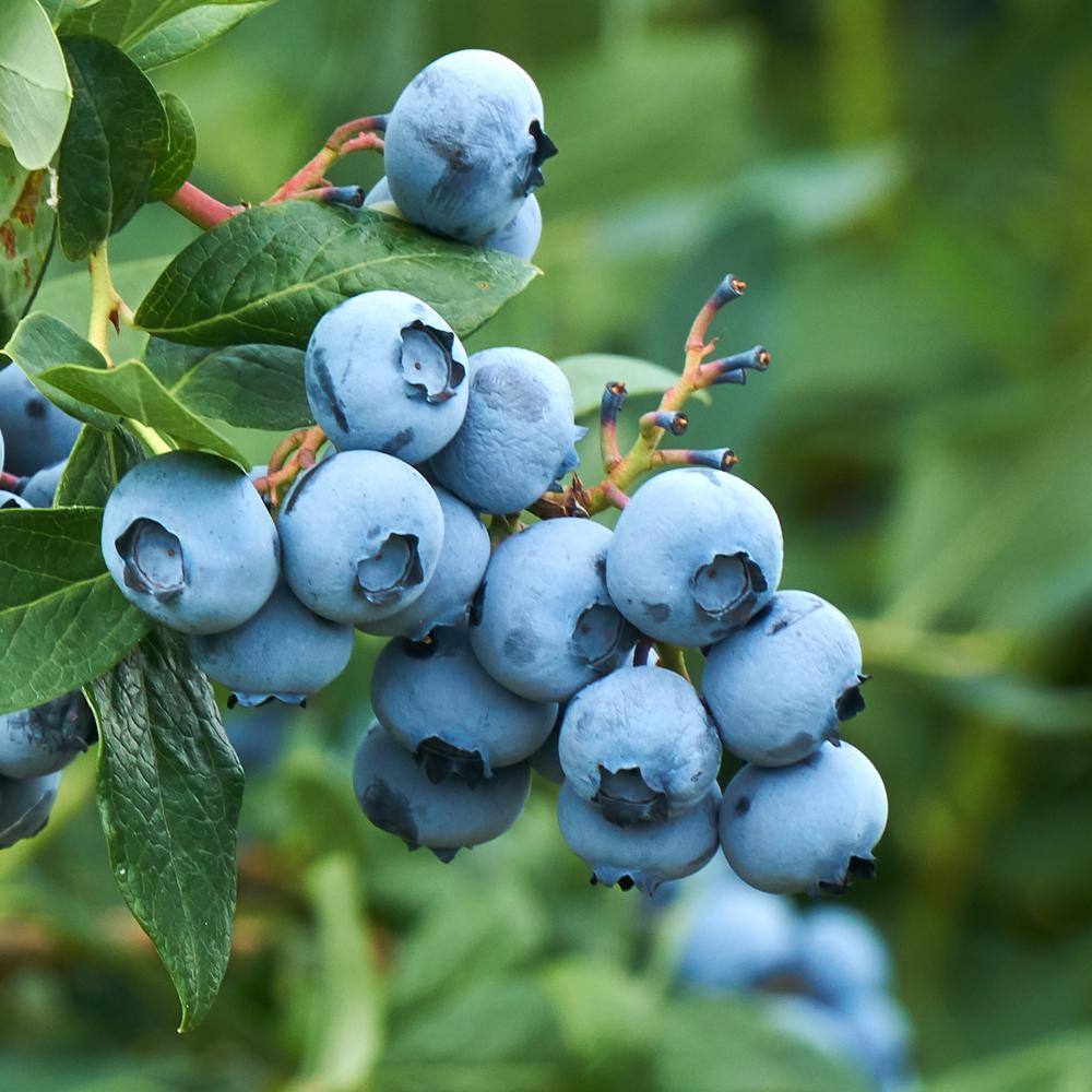 5 Gal. Tifblue Blueberry Plant Potted BLUTIF05G