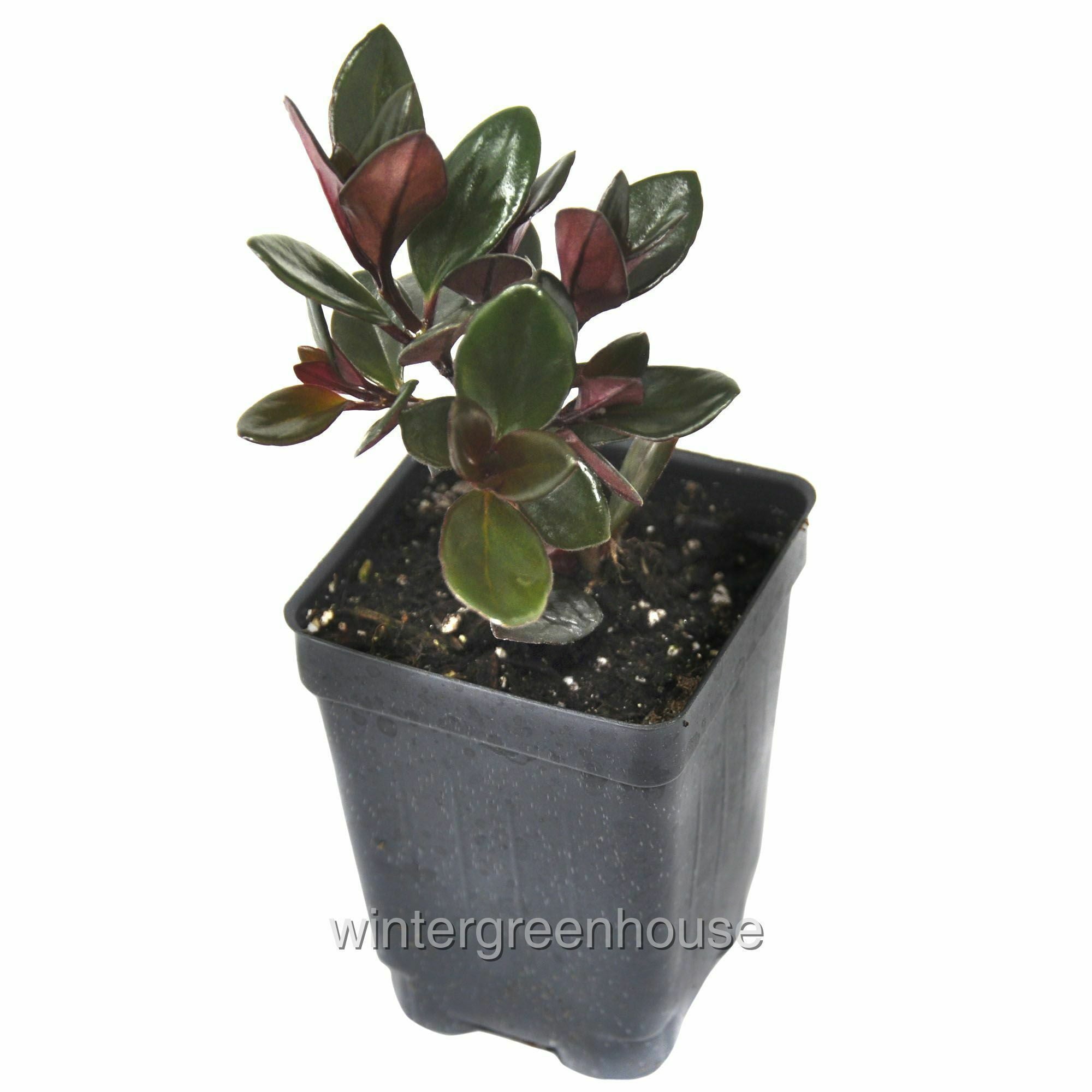 Nematanthus， Goldfish Plant - Pot Size: 3