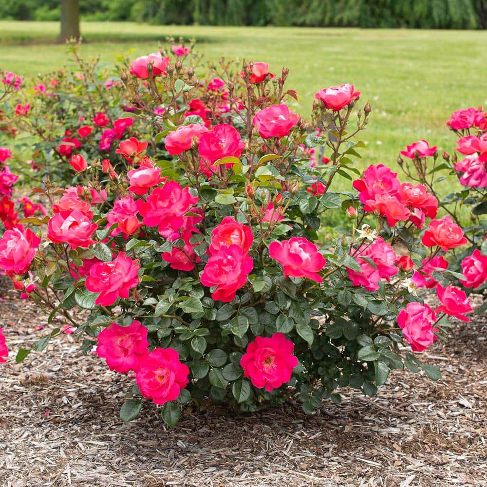 BLOOMABLES 2 Qt. Bloomables Brick House Pink Rose Bush with Fluorescent Pink Flowers in Stadium Pot 84602