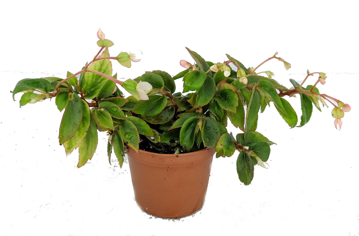 Tiny Gem Begonia Plant - 2.5