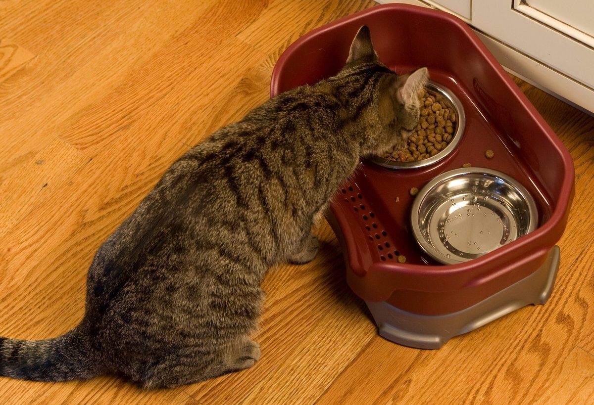 Neater Pets Neater Feeder Elevated Cat Bowls， Cranberry