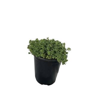 Zeus  Ruta Live Sedum Blue Carpet Planters in Separate in Pots Pet-Safe (3-Pack) BG-22