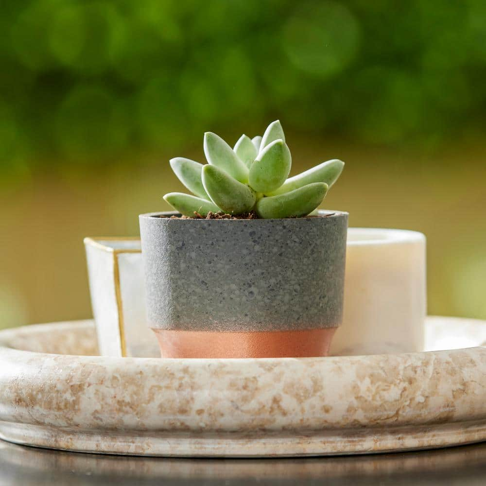 Vigoro 3 in. Nix Faux Concrete Small Gray Plastic Pot (3 in. D x 2.5 in. H) with Drainage Hole SSP03000K20