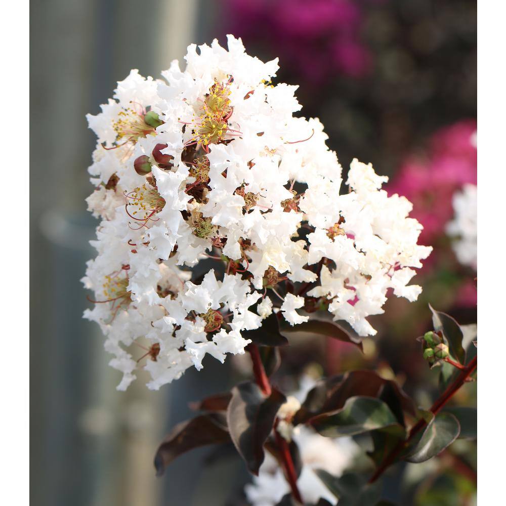 BLACK DIAMOND 2 Gal. White Crystalline Crape Myrtle Tree 19538