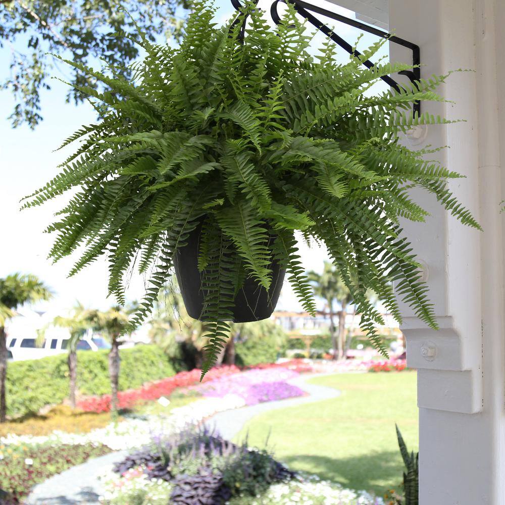 Costa Farms Boston Fern IndoorOutdoor Plant in 10 in. Grower Pot Avg. Shipping Height 1-2 ft. Tall (2-Pack) CO.BF10.PK2