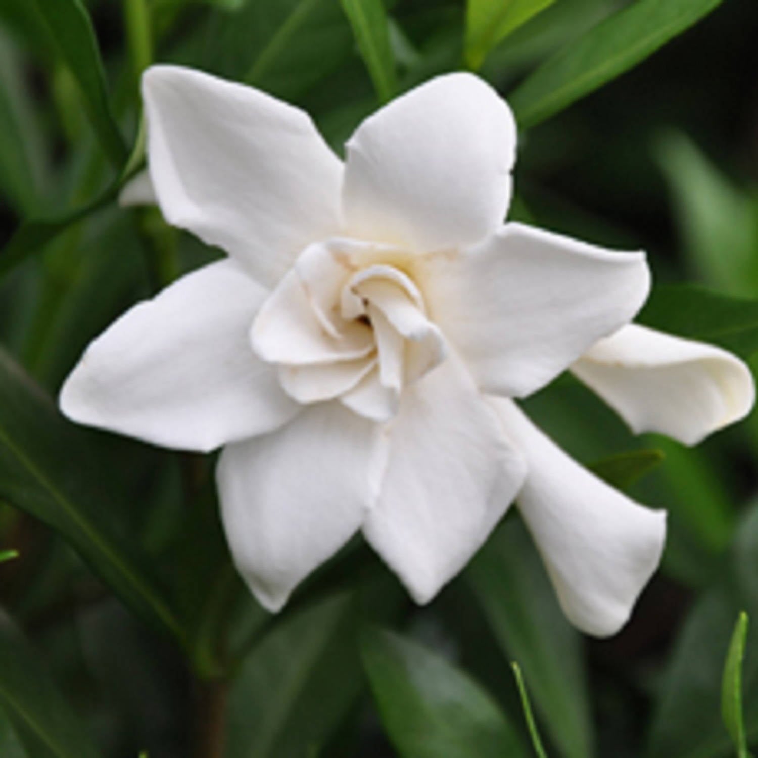 Frost Proof Gardenia (2.5 Quart) Blooming Evergreen Shrub with Fragrant White Flowers - Full Sun Live Outdoor Plant