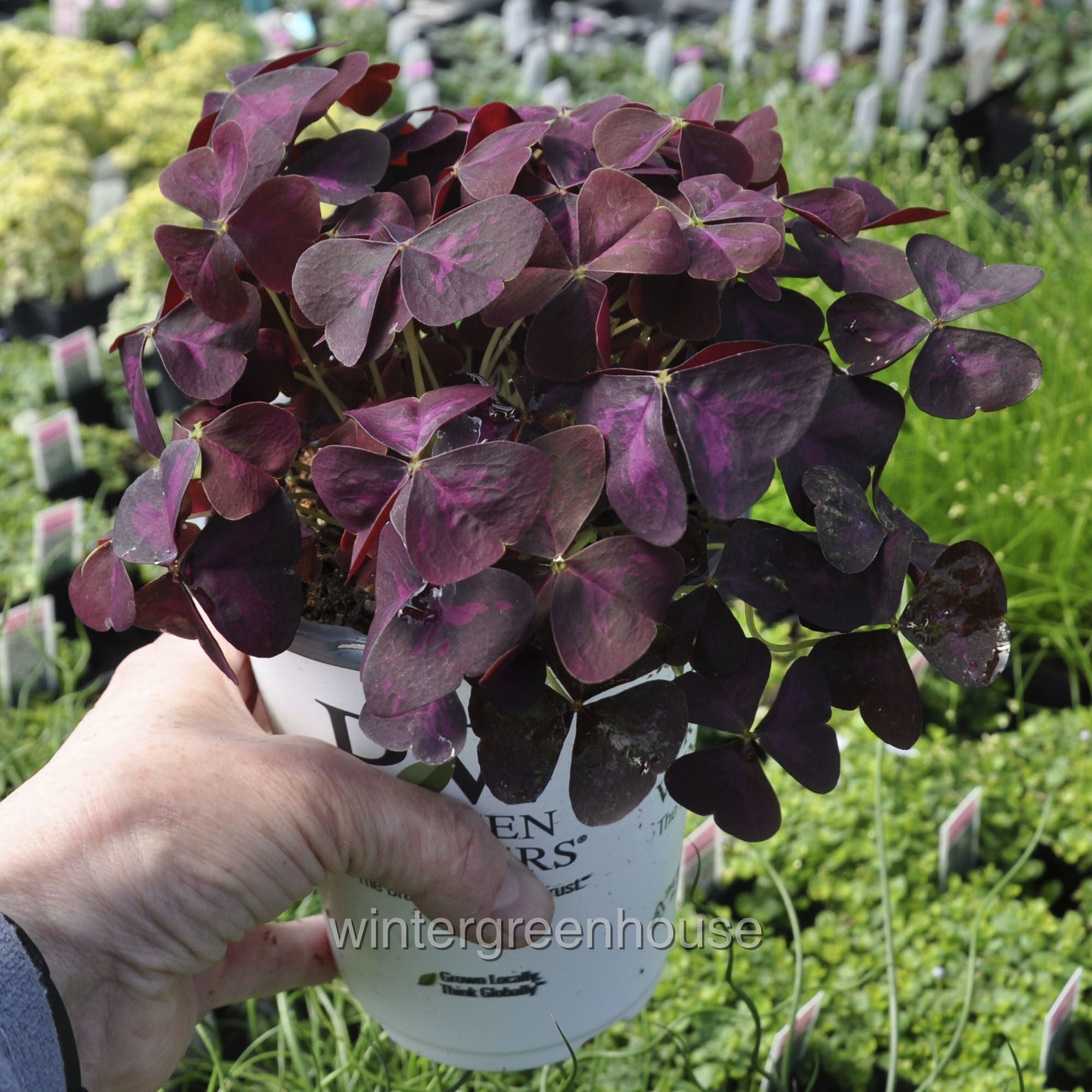 Oxalis Triangularis Charmed Wine - Pot Size: 4