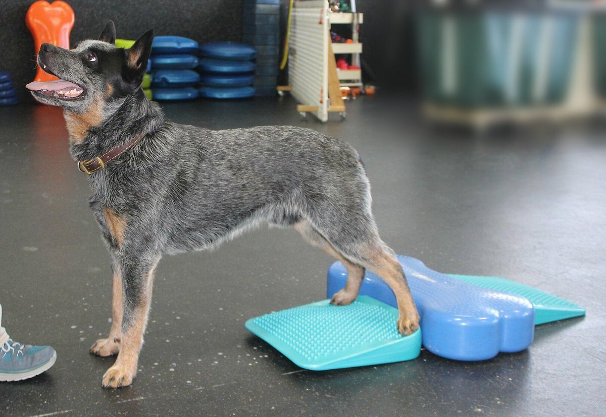 FitPAWS Dog Balancing Ramp