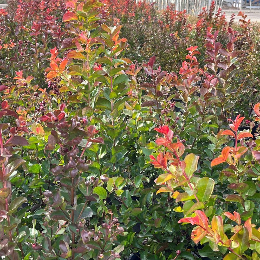 Alder  Oak #5 container 'Red Rocket' Crape Myrtle Tree LARM05