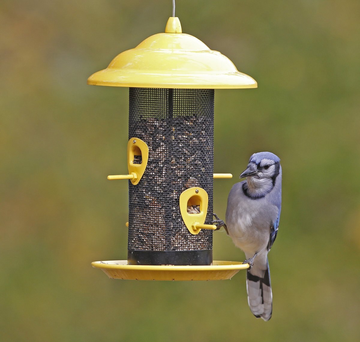 More Birds Sedona Screen Bird Feeder