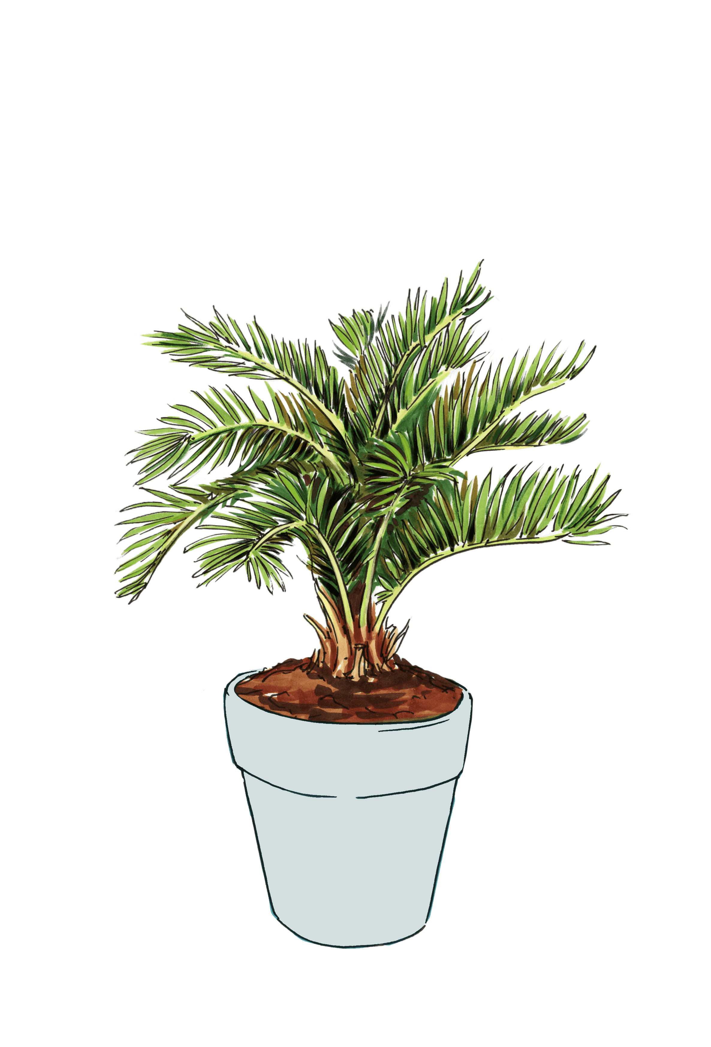 Sago Palm