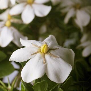 SOUTHERN LIVING 2 Gal. Scent Amazing Gardenia Shrub with White Flowers 14421