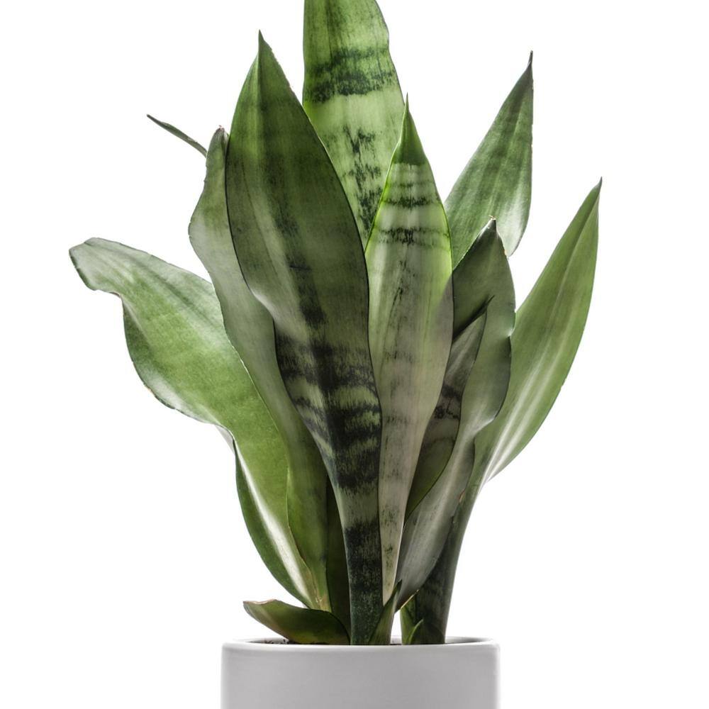 national PLANT NETWORK 4 in. Snake Plant Laurentii (3-Pack) HD1652