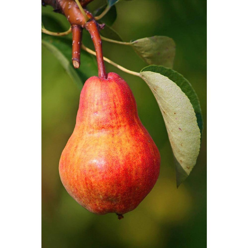 Online Orchards Dwarf Summercrisp Pear Tree - Cold Hardy Juicy and Crisp Red Pears (Bare-Root 3 ft. to 4 ft. Tall 2-Years Old) FTPR004