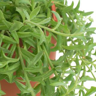 Shop Succulents String of Dolphins Hanging Succulent Senecio Peregrinus Fully Rooted Live 6 in. Succulent Plant with Hanger 1-DOLPHINS-6