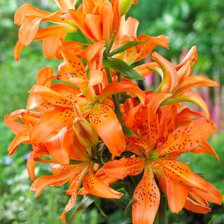 Vigoro 1416cm Must See Double Asiatic Lily Flower Bulbs (Bag of 4) ECS-205-04-02