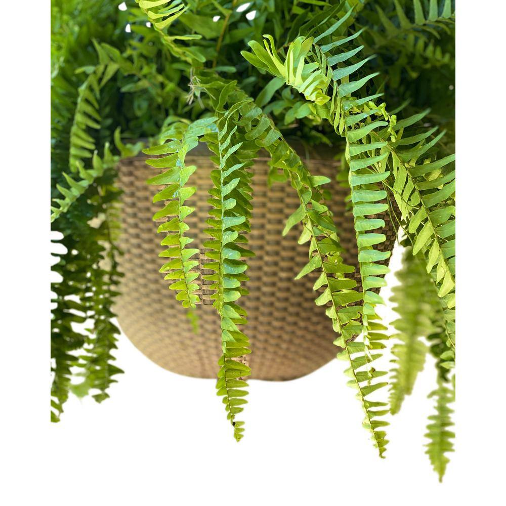 Pure Beauty Farms 2 Gal. Boston Fern Plant in 12 In. Designer Hanging Basket DC12HBCOCOFERN