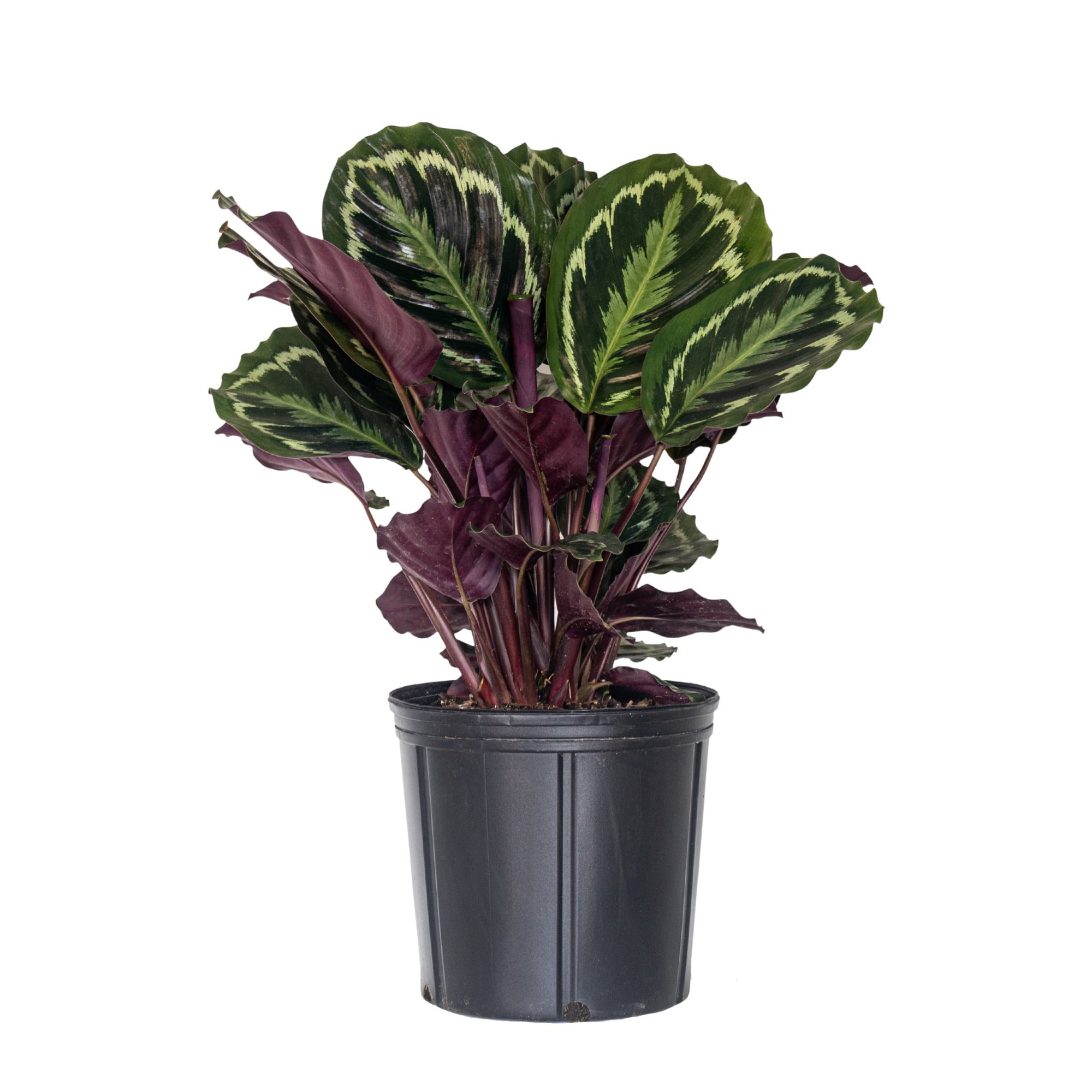 United Nursery Live Calathea Medallion Plant 28-32 Inches Tall in 9.25 In. Grower Pot