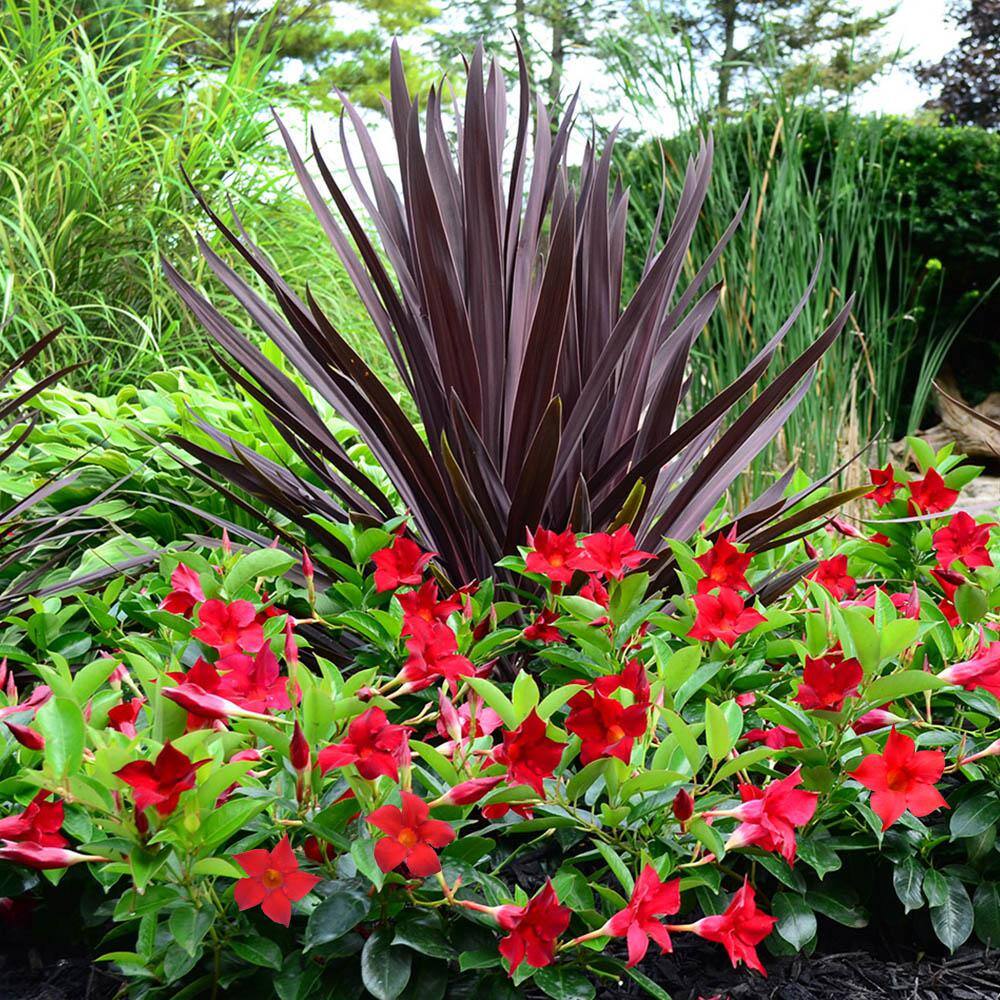 Rio 1.5 Pint Dipladenia Flowering Annual Shrub with Red Blooms 1004098395