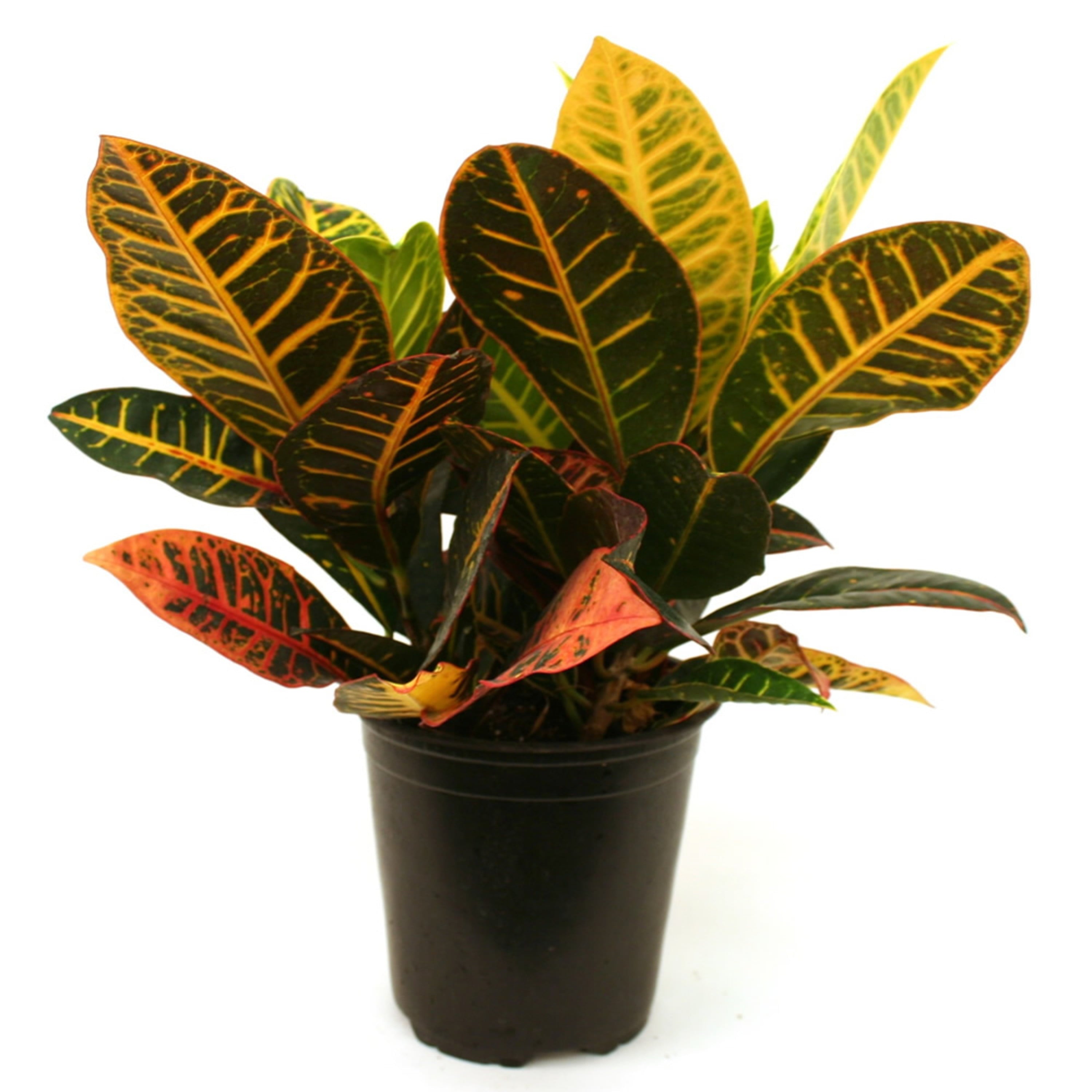 Costa Farms  Live Indoor 14in. Tall Multi-color Croton Petra; Bright， Direct Sunlight Plant in 6in. Grower Pot