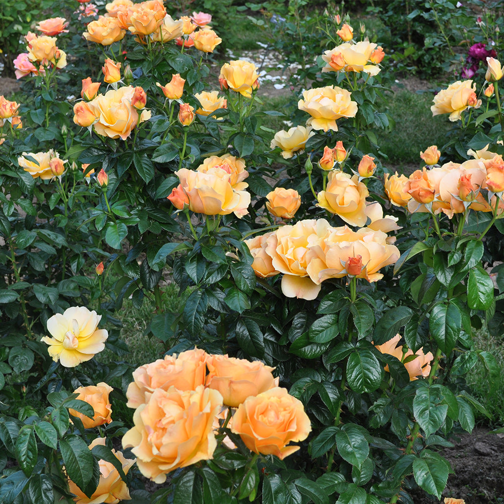 Heirloom Roses Yellow Rose Bush - Easy Going™ Shrub Rose - Live Plants For Outdoors