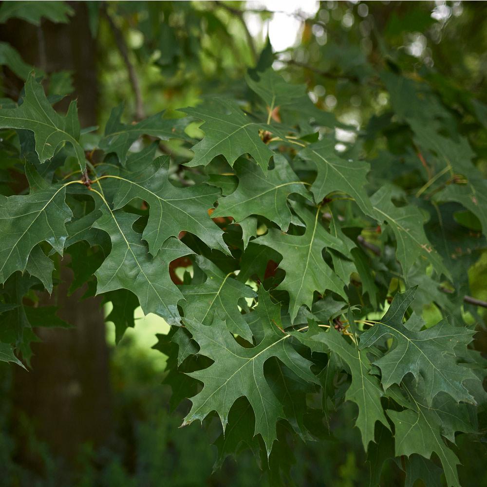 Pin Oak Tree