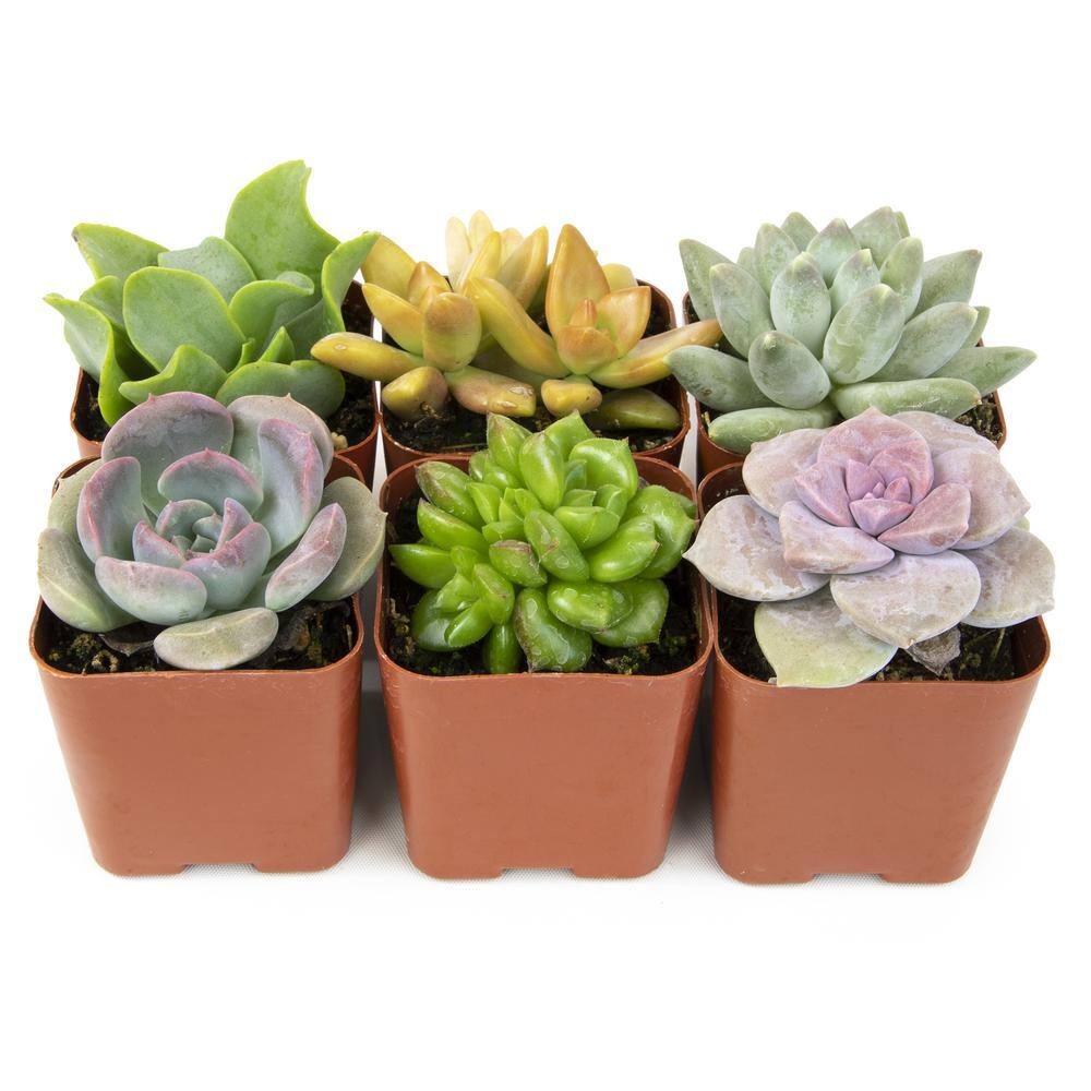 SMART PLANET 2IN Easy Care Live Succulent (6-Pack) 0881173