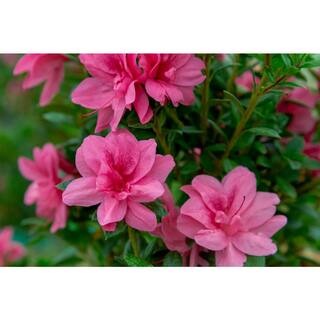 ENCORE AZALEA Azalea Encore Autumn Empress 3 Gal. Azalea Shrub with Pink Semi-double Reblooming Flowers 10202