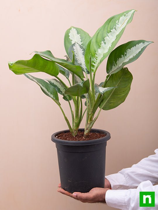 Aglaonema Jubilee Petite - Plant