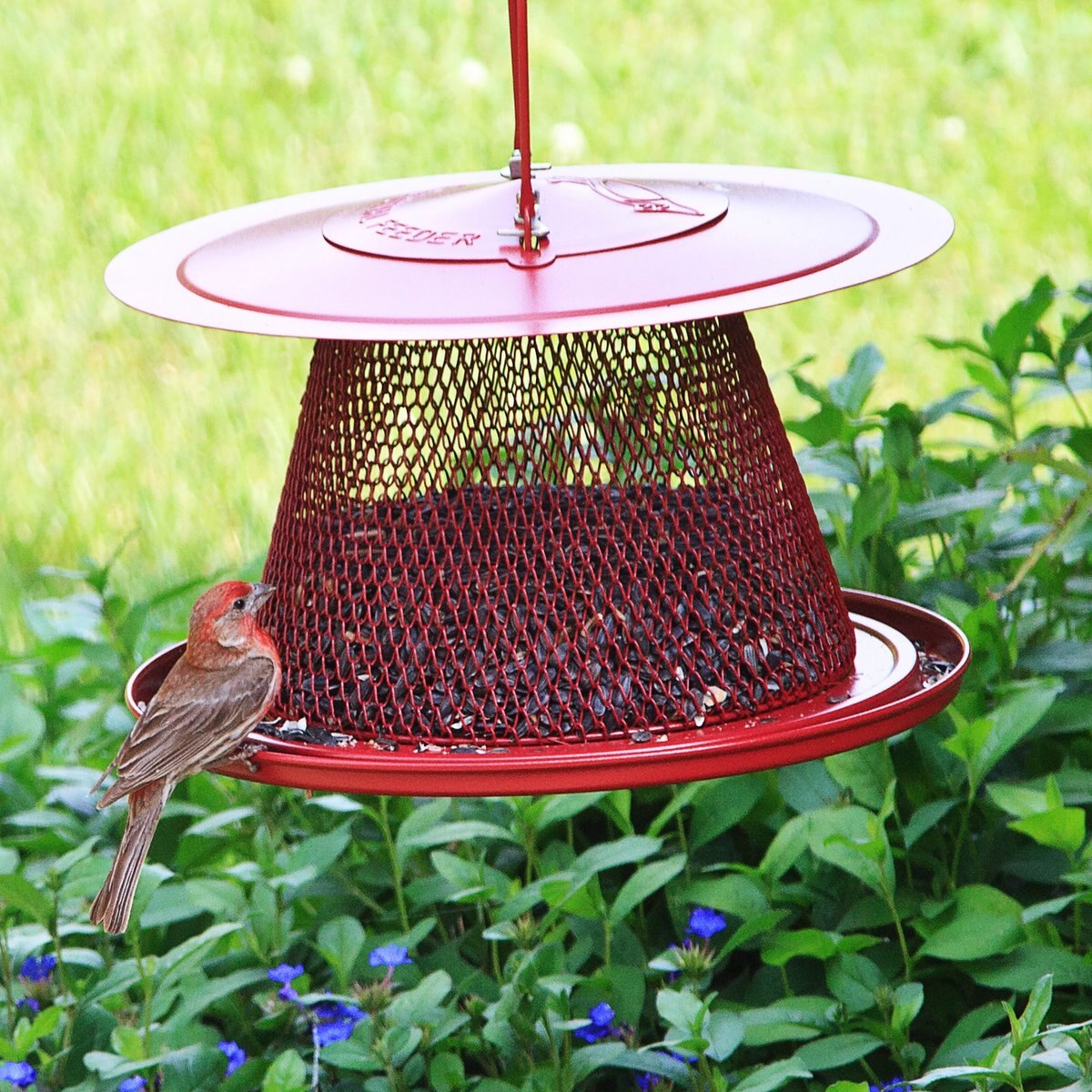 Perky-Pet Cardinal Wild Bird Feeder