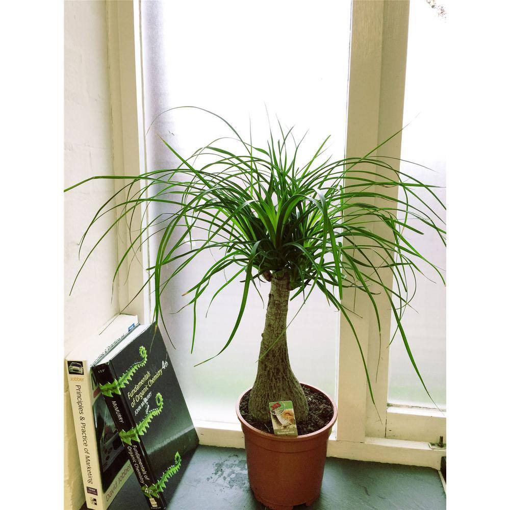 Ponytail Palm Live Plant in 6 in. Growers Pot Beaucarnea Recurvata Beautiful Clean Air Indoor Houseplant PV-VGGB-M9XH