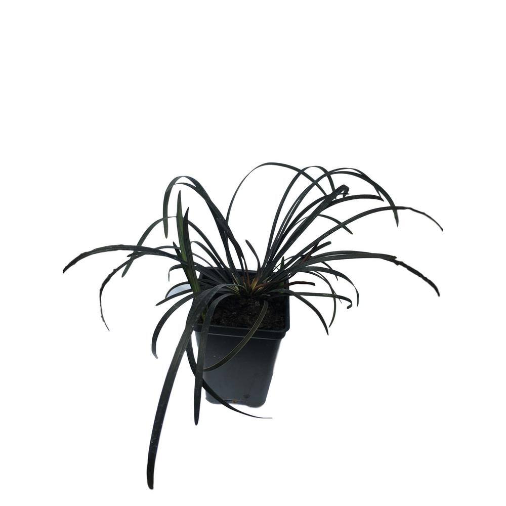 Daylily Nursery 2.25 in. Pot Black Mondo Grass Plant 6948615644