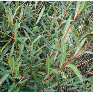 Online Orchards 1 Gal. Dwarf Blue Arctic Willow Shrub SBWI001