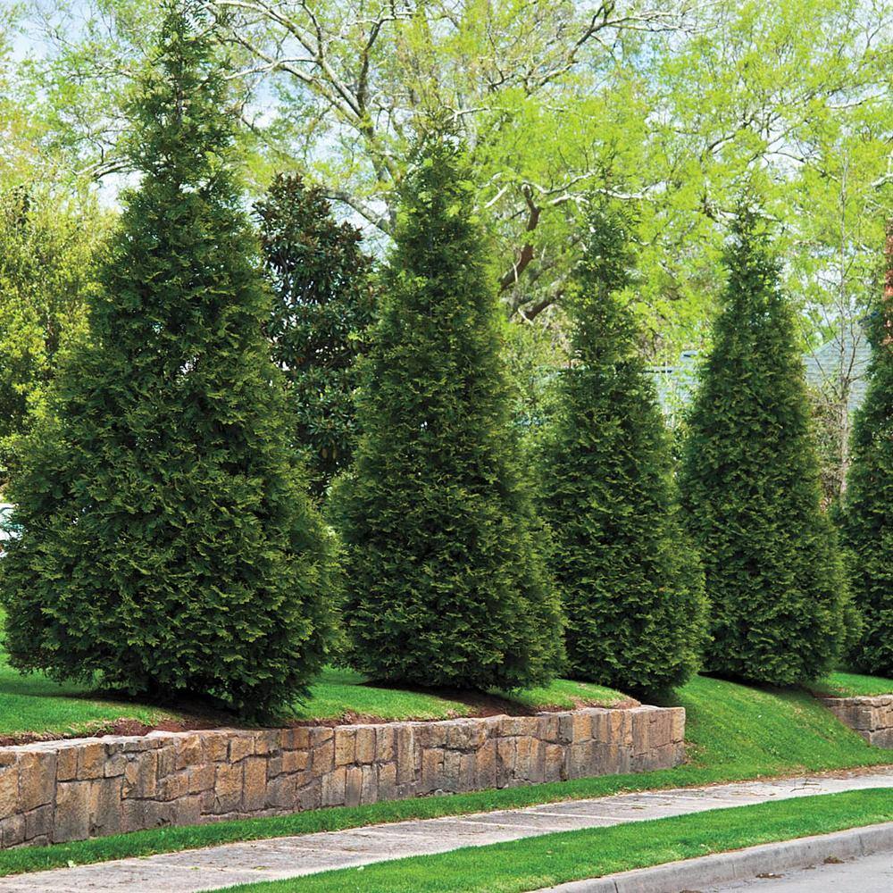 Spring Hill Nurseries Green Giant Upright Arborvitae Potted Evergreen Shrub Hedge Kit 3 ft. to 4 ft. Tall (3-Pack) 96313