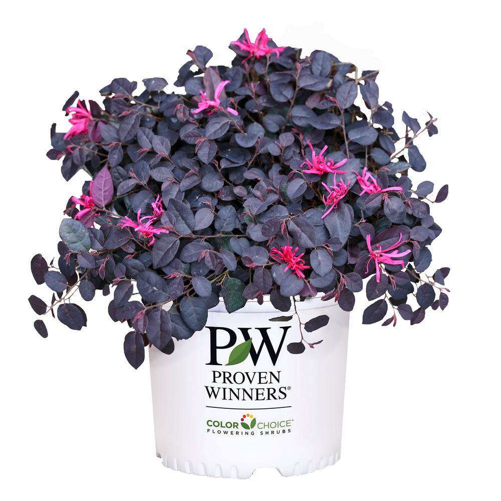 PROVEN WINNERS 2 Gal. Jazz Hands Mini Loropetalum Shrub with Black-Purple Foliage 16611