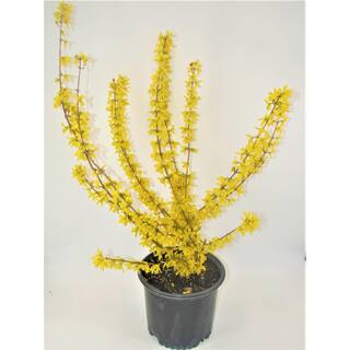 BELL NURSERY 3 Gal. Lynwood Gold Forsythia Flowering Shrub with Yellow Flowers FORSY3LGD1PK