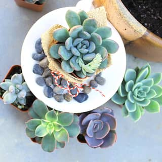 SMART PLANET Assorted Mini 2 in. Succulent (12-Pack) 0881149