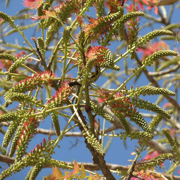 Acrocarpus Fraxanifolis, Pink Cedar, Mandania - 0.5 kg Seeds