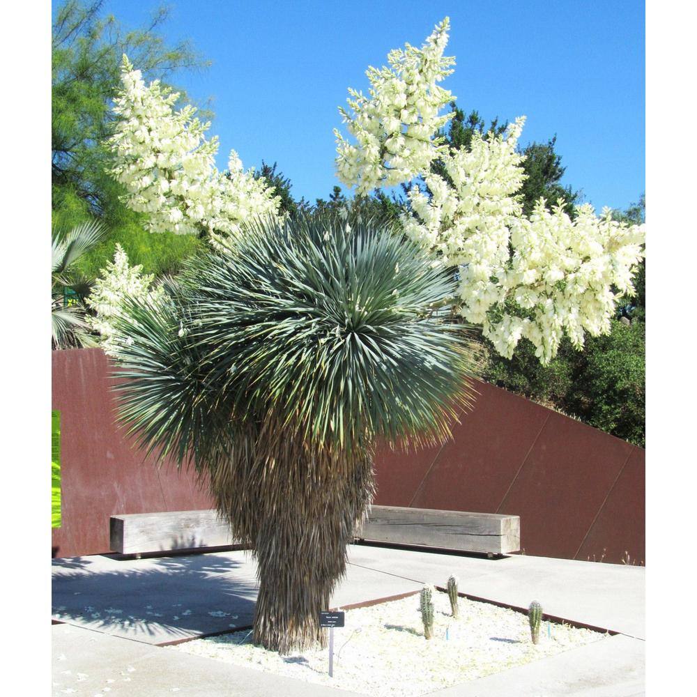 Wekiva Foliage Silver Yucca - Starter Plant in a 4 Inch Growers Pot - Yucca Rostrata - Extremely Rare Outdoor Ornamental Evergreen Tree SilverYucca4