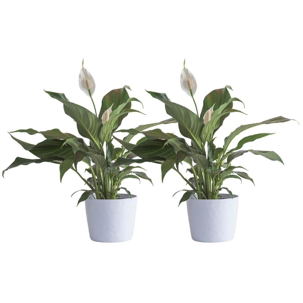 Vigoro Peace Lily Indoor Plant in 6 in. White Ribbed Plastic Decor Planter Avg. Shipping Height 1-2 ft. Tall (2-Pack) CO.SY06.3.VI.WH