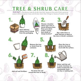 BELL NURSERY 7 Gal. Green Giant Arborvitae (Thuja) Live Evergreen Shrub (1-Pack) THUJA7GRG1PK